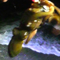 石津浜コウイカエギング、その後湾内に移動太刀魚釣り